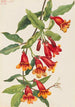Bignone Anisostichus capreolatus - Mary Vaux Walcott — vy av konstverket