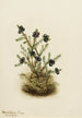 Camarine svart Empetrum nigrum - Mary Vaux Walcott — vy av konstverket