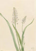 Chrosperma muscaetoxicum - Mary Vaux Walcott — vy av konstverket