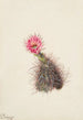 Cactus concombre - Mary Vaux Walcott — vy av konstverket