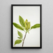 Magnolia acuminata - Mary Vaux Walcott — inramlat konstverk på väggen