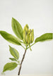 Magnolia acuminata - Mary Vaux Walcott — vy av konstverket