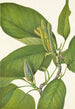 Magnolia acuminata - Mary Vaux Walcott — vy av konstverket
