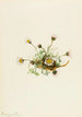 Vergerette à feuilles découpées Erigeron compositus - Mary Vaux Walcott — vy av konstverket