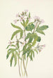 Dentaria laciniata - Mary Vaux Walcott — vy av konstverket
