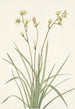 Deathcamas Zygadenus elegans - Mary Vaux Walcott — vy av konstverket