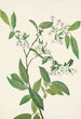 Deerberry Polycodium stamineum - Mary Vaux Walcott — vy av konstverket