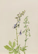 Delphinium Delphinium scopulorum - Mary Vaux Walcott — vy av konstverket
