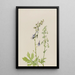 Delphinium Delphinium scopulorum - Mary Vaux Walcott — inramlat konstverk på väggen