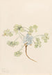 Double Bladderpod Physaria didymocarpa - Mary Vaux Walcott — vy av konstverket