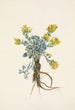 Fleur de Double Bladderpod Physaria didymocarpa - Mary Vaux Walcott — vy av konstverket