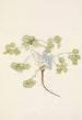 Fruit de Double Bladderpod Physaria didymocarpa - Mary Vaux Walcott — vy av konstverket