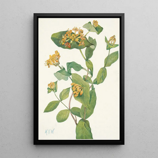 Mary Vaux Walcott - Douglas Honeysuckle flower Lonicera glaucescens.webp