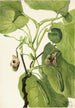 Pipe de Hollandais - Mary Vaux Walcott — vy av konstverket