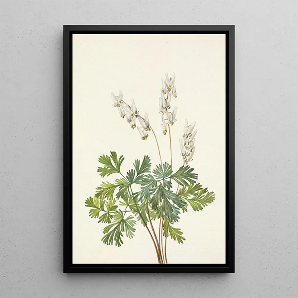 Mary Vaux Walcott - Dutchmansbreeches Bikukulla cucullaria.webp