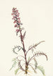 Tête d'éléphant Pedicularis groenlandica - Mary Vaux Walcott — vy av konstverket