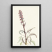 Tête d'éléphant Pedicularis groenlandica - Mary Vaux Walcott — inramlat konstverk på väggen
