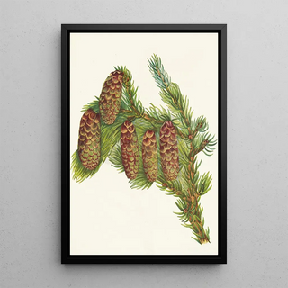 Mary Vaux Walcott - Engelmann Spruce Picea engelmanni.webp