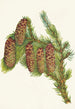 Engelmannsgran Epinette Picea engelmanni - Mary Vaux Walcott — vy av konstverket