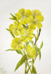 Onagre Oenothera - Mary Vaux Walcott — vy av konstverket