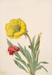 Onagre Oenothera howardi - Mary Vaux Walcott — vy av konstverket