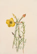 Onagre Oenothera lavandalaefolia - Mary Vaux Walcott — vy av konstverket
