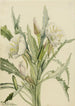 Onagre Pachyoplus hirsutus - Mary Vaux Walcott — vy av konstverket