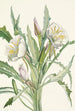 Onagre Pachyloplus hirsutus - Mary Vaux Walcott — vy av konstverket