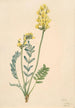 Faux locoweed Oxytropia gracilis - Mary Vaux Walcott — vy av konstverket