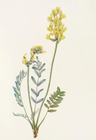 Mary Vaux Walcott - False Locoweed Oxytropis gracilis.webp