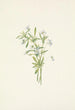 Violette des champs Viola rafinesquii - Mary Vaux Walcott — vy av konstverket