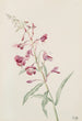 Epilobe en épi Epilobium angustifolium - Mary Vaux Walcott — vy av konstverket