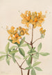 Azalée flamme Azalea lutea - Mary Vaux Walcott — vy av konstverket