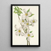 Fleur de cornouiller Cornus florida - Mary Vaux Walcott — inramlat konstverk på väggen
