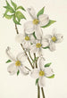 Fleur de cornouiller Cornus florida - Mary Vaux Walcott — vy av konstverket