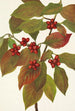 Fruit de cornouiller Cornus florida - Mary Vaux Walcott — vy av konstverket