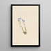 Myosotis des Alpes Myosotis alpestris - Mary Vaux Walcott — inramlat konstverk på väggen