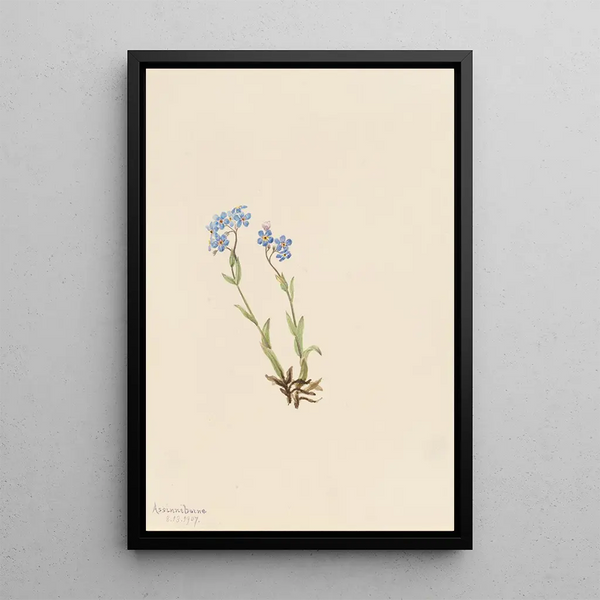 Mary Vaux Walcott - ForgetMeNot Myosotis alpestris.webp