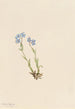 Myosotis des Alpes Myosotis alpestris - Mary Vaux Walcott — vy av konstverket