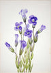Gentiana frangée Gentiana elegana - Mary Vaux Walcott — vy av konstverket