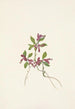 Polygale à feuilles paucifoliées Polygala paucifolia - Mary Vaux Walcott — vy av konstverket