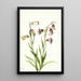 tvåblommig Fritillaria Fritillaria biflora - Mary Vaux Walcott — inramlat konstverk på väggen