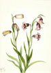 tvåblommig Fritillaria Fritillaria biflora - Mary Vaux Walcott — vy av konstverket
