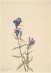 Gentiana Gentiana affinis - Mary Vaux Walcott — vy av konstverket