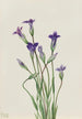 Gentiana Gentiana holopetala - Mary Vaux Walcott — vy av konstverket