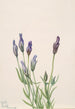 Gentiana Gentiana macounii - Mary Vaux Walcott — vy av konstverket