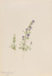 Gentiana propingua - Mary Vaux Walcott — vy av konstverket