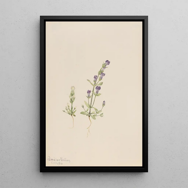 Mary Vaux Walcott - Gentiana propingua.webp