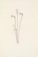 Monotrope uniflore Thalesia uniflora - Mary Vaux Walcott — vy av konstverket
