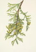 Thuya géant Thuja plicata - Mary Vaux Walcott — vy av konstverket